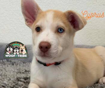 Meet Cyprus — adventure buddy, cuddle champion, and aspiring exc -  Siberian Husky and Labrador Retriever Dog for Adoption in Missoula, Montana - Meet Cyprus — Adventure Buddy, Cuddle Champion, And Aspiring Exc | PetCurious