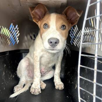Snooper -  Australian Cattle Dog Blue Heeler Dog for Adoption in Fort Collins, Colorado - Snooper | PetCurious
