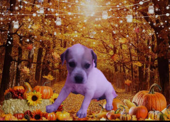 Rescue Labrador Retriever Dogs for Adoption in Jefferson, New Jersey - Finn | PetCurious