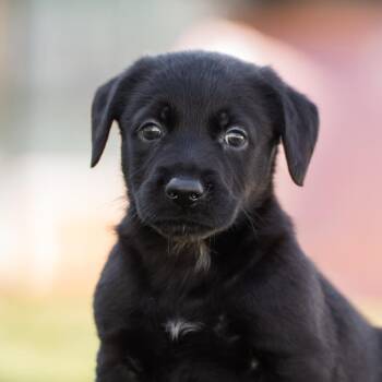 Rescue Dachshund and Terrier Dogs for Adoption in San Diego, California - Alpine Pup - Boyce | PetCurious