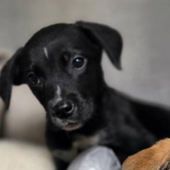 Flynn -  Mixed Breed Dog for Adoption in Charleston, West Virginia - Flynn | PetCurious