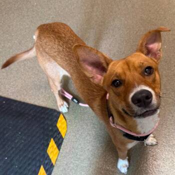 Bruiser -  Labrador Retriever and Mixed Breed Dog for Adoption in Council Bluffs, Iowa - Bruiser | PetCurious