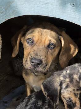 Hound and Belgian Shepherd Malinois Dogs Available for Adoption in Holiday Hills, Illinois - Huckleberry | PetCurious