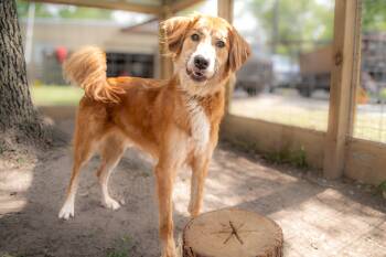 Danny -  Golden Retriever Dog for Adoption in Magnolia, Texas - Danny | PetCurious