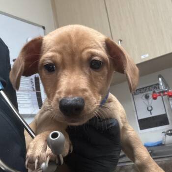 Ultron -  Chihuahua and Dachshund Dog for Adoption in Lakeland, Florida - Ultron | PetCurious