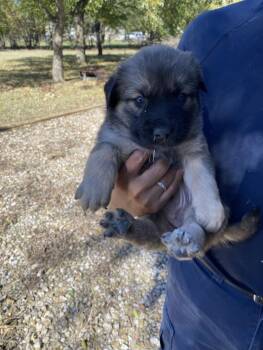 Mixed Breed Dogs Available for Adoption - JOURNEY | PetCurious