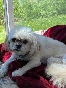 Shih Tzu and Poodle Dogs Available for Adoption in Pataskala, Ohio - Harlee - OS | PetCurious