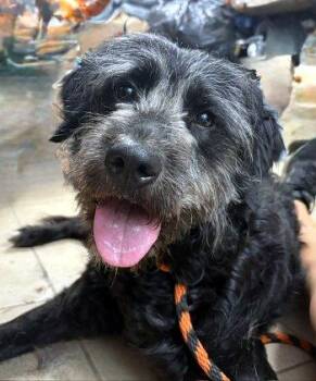 Happy -  Schnoodle Dog for Adoption in Bedford Hills, New York - Happy | PetCurious