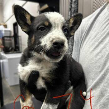 Husky and Australian Cattle Dog Blue Heeler Dogs Available for Adoption in Manhattan, Kansas - Echo | PetCurious