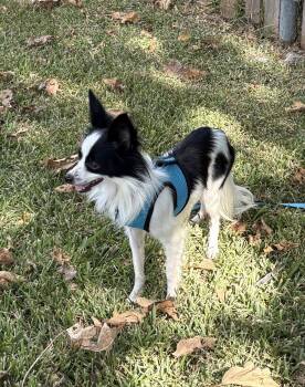 Ghost -  Papillon Dog for Adoption in Garland, Texas - Ghost | PetCurious