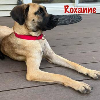 Rescue Hound and Black Mouth Cur Dogs for Adoption in Elburn, Illinois - Roxanne | PetCurious