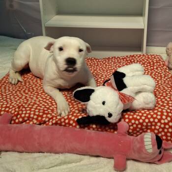 Rescue Mixed Breed Dogs for Adoption in South Houston, Texas - Winter | PetCurious