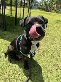 Esther -  Staffordshire Bull Terrier and Mixed Breed Dog for Adoption in Honolulu, Hawaii - Esther | PetCurious