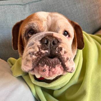 Cheryl -  English Bulldog and Mixed Breed Dog for Adoption in Pearland, Texas - Cheryl | PetCurious