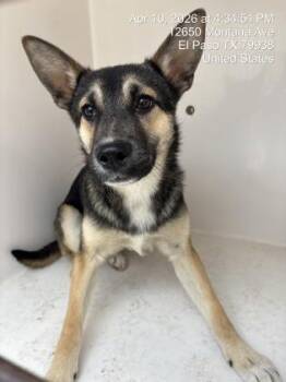 Shepherd and Mixed Breed Dogs Available for Adoption - 60781497 | PetCurious