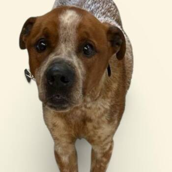 Mixed Breed Dogs Available for Adoption in Elyria, Ohio - Cinnamon | PetCurious