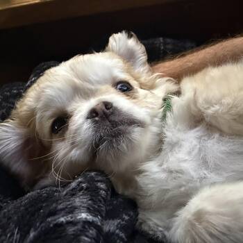 Puff -  Spaniel and Pug Dog for Adoption in Seal Beach, California - Puff | PetCurious