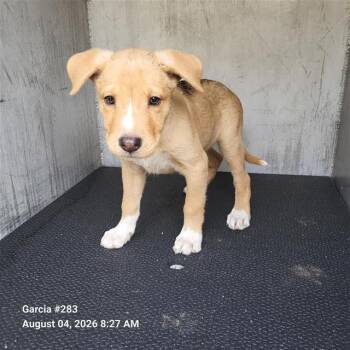 SEBASTIAN -  German Shepherd Dog Dog for Adoption in San Antonio, Texas - SEBASTIAN | PetCurious