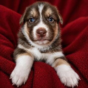 Husky Dogs Available for Adoption in Newport, Tennessee - Red Bud | PetCurious