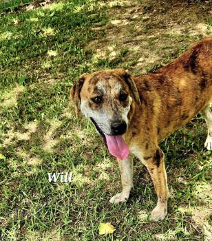 Will -  Catahoula Leopard Dog Dog for Adoption in Manchester, Connecticut - Will | PetCurious