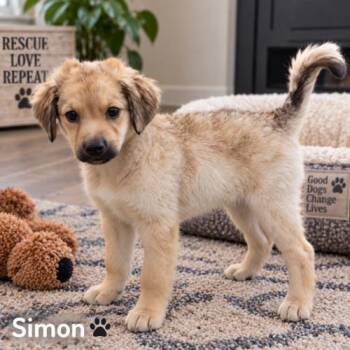 Simon -  German Shepherd Dog and Mixed Breed Dog for Adoption in Coachella, California - Simon | PetCurious