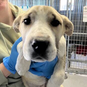 Mixed Breed Dogs Available for Adoption - Wrinkle | PetCurious