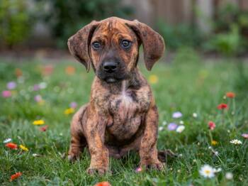 Gemini -  Boxer and Great Dane Dog for Adoption in Sebastian, Florida - Gemini | PetCurious