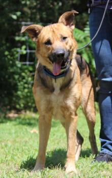 Ollie -  German Shepherd Dog Dog for Adoption in Portage, Wisconsin - Ollie | PetCurious