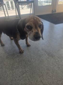 Rescue Beagle and Mixed Breed Dogs for Adoption in Fort Worth, Texas - Hunter | PetCurious