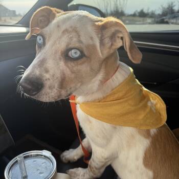 Australian Cattle Dog Blue Heeler Dogs Available for Adoption - Copper | PetCurious