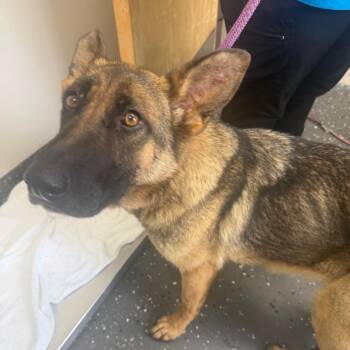 Mixed Breed Dogs Available for Adoption in Columbiana, Alabama - Reba | PetCurious
