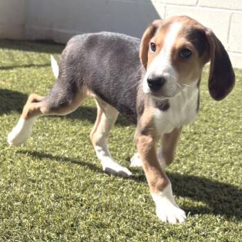 Trigger 0091 -  Coonhound Dog for Adoption in Loxahatchee Groves, Florida - Trigger 0091 | PetCurious
