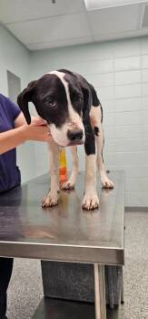 Ava -  Terrier Dog for Adoption in Athens, Tennessee - Ava | PetCurious