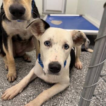 Frisbee -  Australian Cattle Dog Blue Heeler and Husky Dog for Adoption in Parkersburg, West Virginia - Frisbee | PetCurious