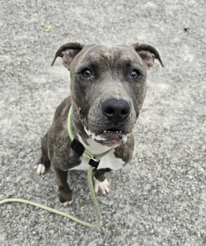 Rescue Pit Bull Terrier Dogs for Adoption in Springfield, Illinois - Harvest | PetCurious