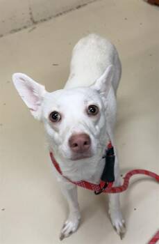 Chihuahua and Mixed Breed Dogs Available for Adoption in Aliquippa, Pennsylvania - TWINKLE | PetCurious