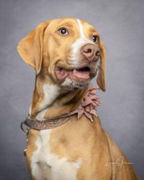 Dizzy -  Mixed Breed Dog for Adoption in Cullman, Alabama - Dizzy | PetCurious