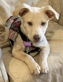 Yellow Labrador Retriever Dogs Available for Adoption - George Chico  | PetCurious