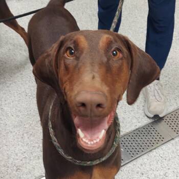 Chica -  Doberman Pinscher Dog Available for Adoption in Reno, Nevada - Chica | PetCurious