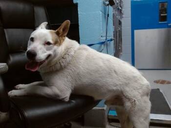 Alaskan Malamute Dogs Available for Adoption in Albuquerque, New Mexico - CHURCH | PetCurious