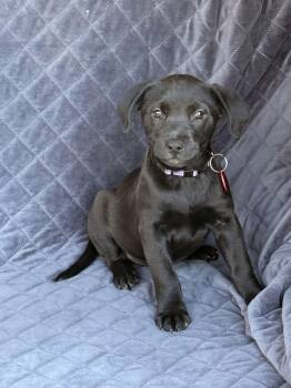 Labrador Retriever Dogs Available for Adoption - Sun Chip (F) | PetCurious