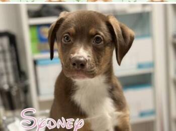 Sydney -  Australian Shepherd and Mixed Breed Dog for Adoption in Morton Grove, Illinois - Sydney | PetCurious