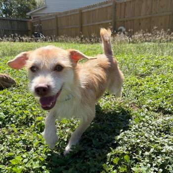 Cream -  Miniature Schnauzer and Mixed Breed Dog for Adoption in San Antonio, Texas - Cream | PetCurious