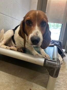 Little Bagel -  Beagle Dog for Adoption in Morgantown, Kentucky - Little Bagel | PetCurious