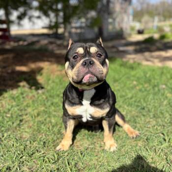 American Bulldog and Mixed Breed Dogs Available for Adoption in Fargo, North Dakota - Dumplin