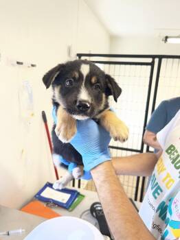 Fiji -  Australian Shepherd Dog for Adoption in Bolivar, Missouri - Fiji | PetCurious