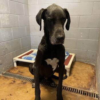 Gatsby C718 -  Great Dane Dog for Adoption in Allen, Texas - Gatsby C718 | PetCurious