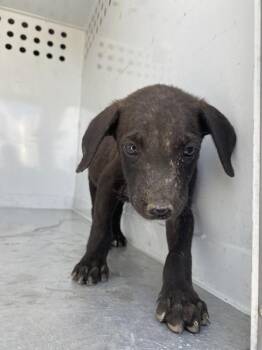 Tank -  Pit Bull Terrier Dog for Adoption in Victorville, California - Tank | PetCurious