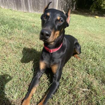 Kimmy -  Doberman Pinscher Dog for Adoption in Indianapolis, Indiana - Kimmy | PetCurious