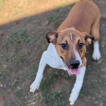 Cooper -  Labrador Retriever Dog for Adoption - Cooper | PetCurious